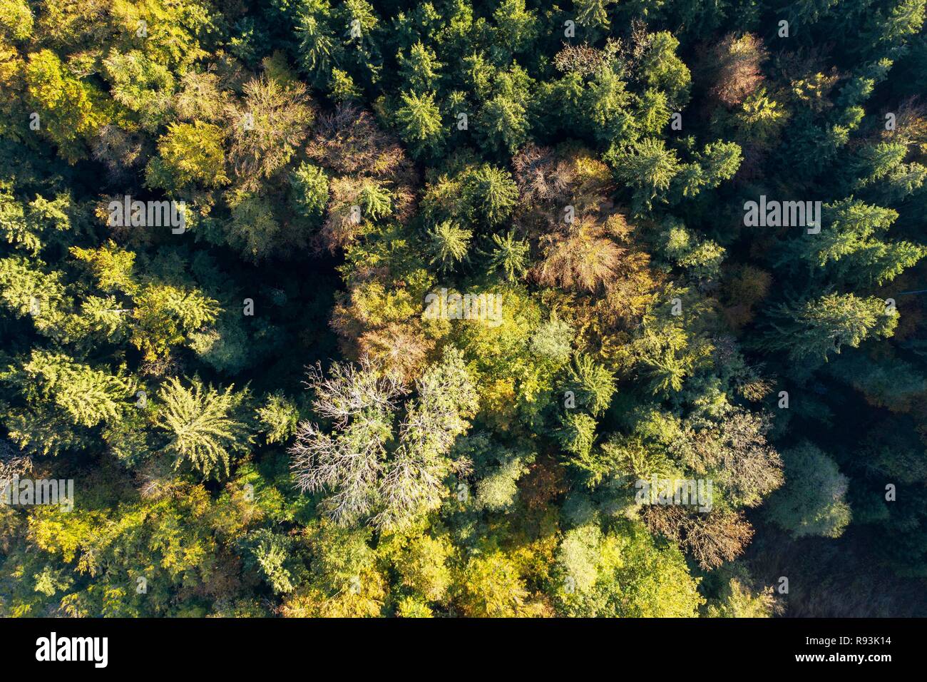 In autunno la foresta mista, nei pressi di Münsing, drone shot, Alta Baviera, Baviera, Germania Foto Stock