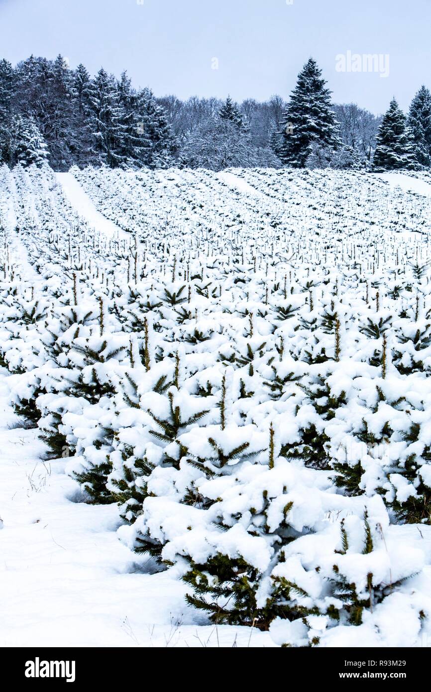 Vivaio di alberi di Natale in inverno, Elfringhauser Schweiz, Hattingen, Nord Reno-Westfalia, Germania Foto Stock