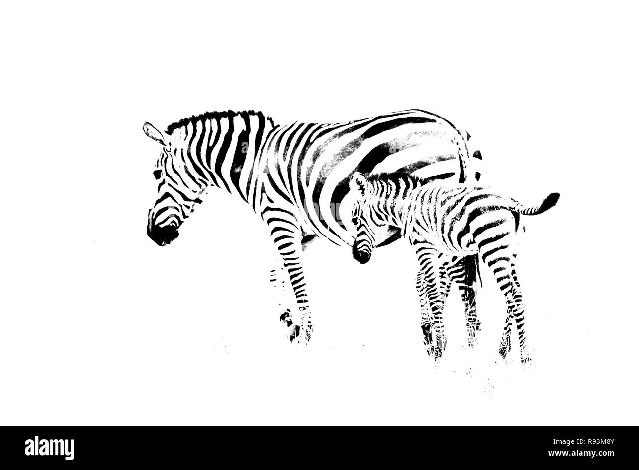 Mare e puledro, pianure zebre (Equus quagga), alta chiave, Mara National Park, Kenya Foto Stock