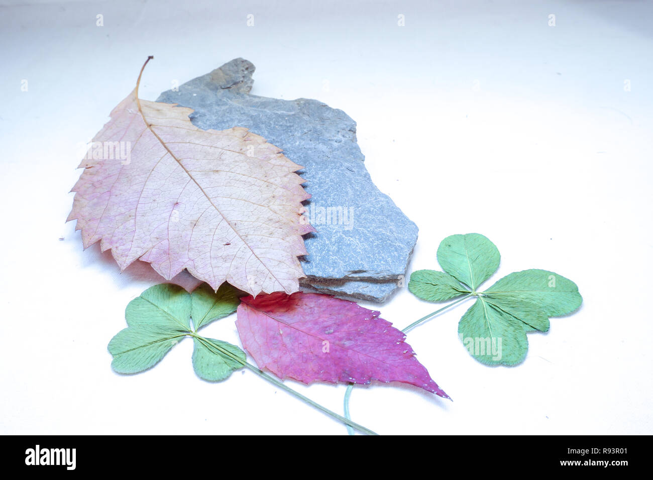 Campione delle foreste la natura in autunno. Foglie di colore marrone e rosso, di pietra e di due foglie di quattro lucky clover. Spazio di copia Foto Stock
