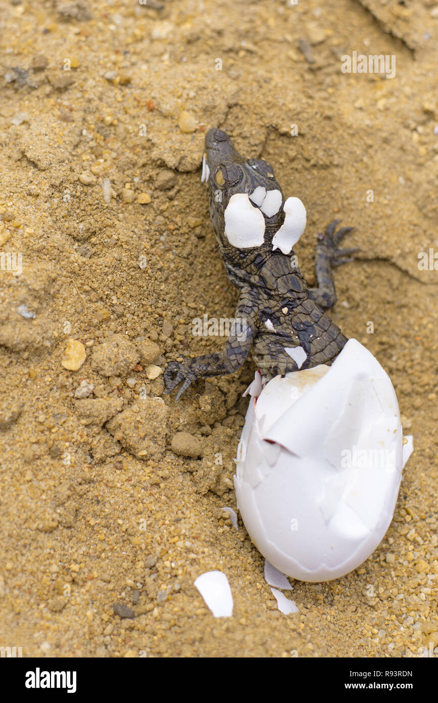 Un baby coccodrillo del Nilo emerge dal suo uovo. Foto Stock