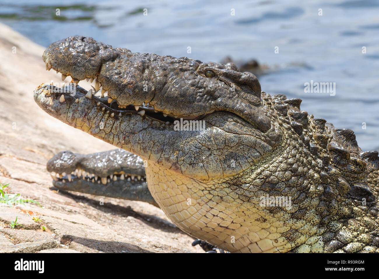 Un coccodrillo del Nilo, considerato uno dell'Africa la maggior parte dei cacciatori efficienti e un pericoloso predatore. Foto Stock