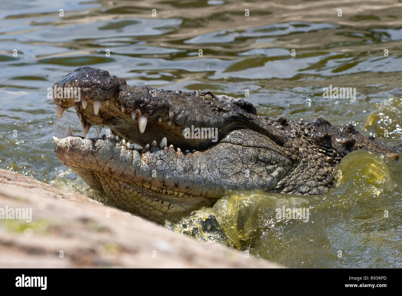 Un coccodrillo del Nilo, considerato uno dell'Africa la maggior parte dei cacciatori efficienti e un pericoloso predatore. Foto Stock
