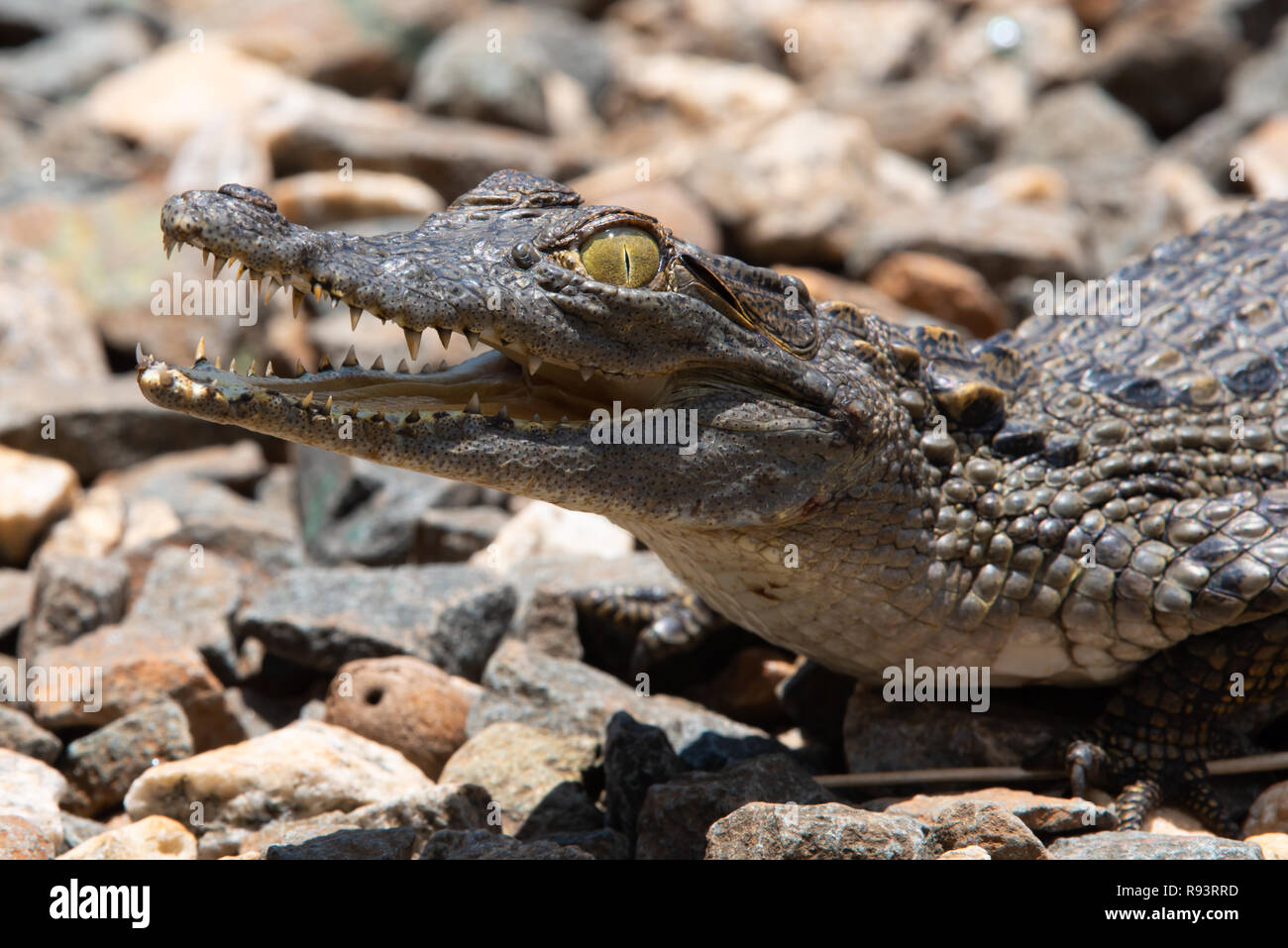 Un giovane coccodrillo del Nilo si crogiola al sole. Foto Stock