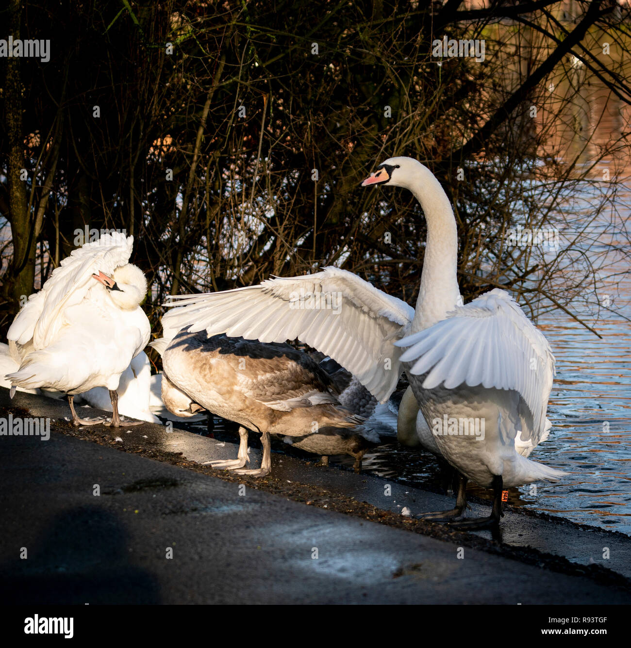 I cigni presso il santuario di Swan sulla banca del fiume Severn a Worcester, Regno Unito Foto Stock