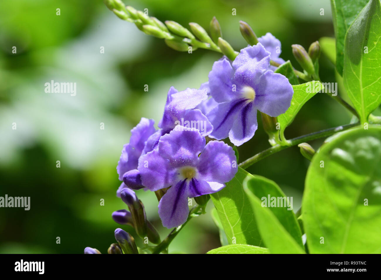 Macro shot di duranta erecta fioritura Foto Stock