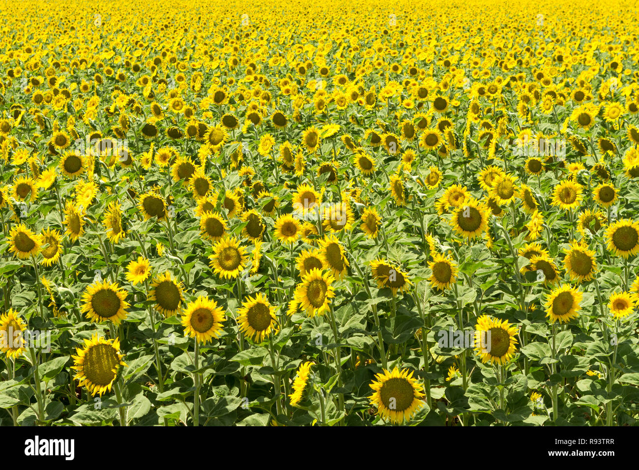 Ad ogni modo che - Girasoli crogiolarsi al sole estivo. Yolo County, California, Stati Uniti d'America Foto Stock