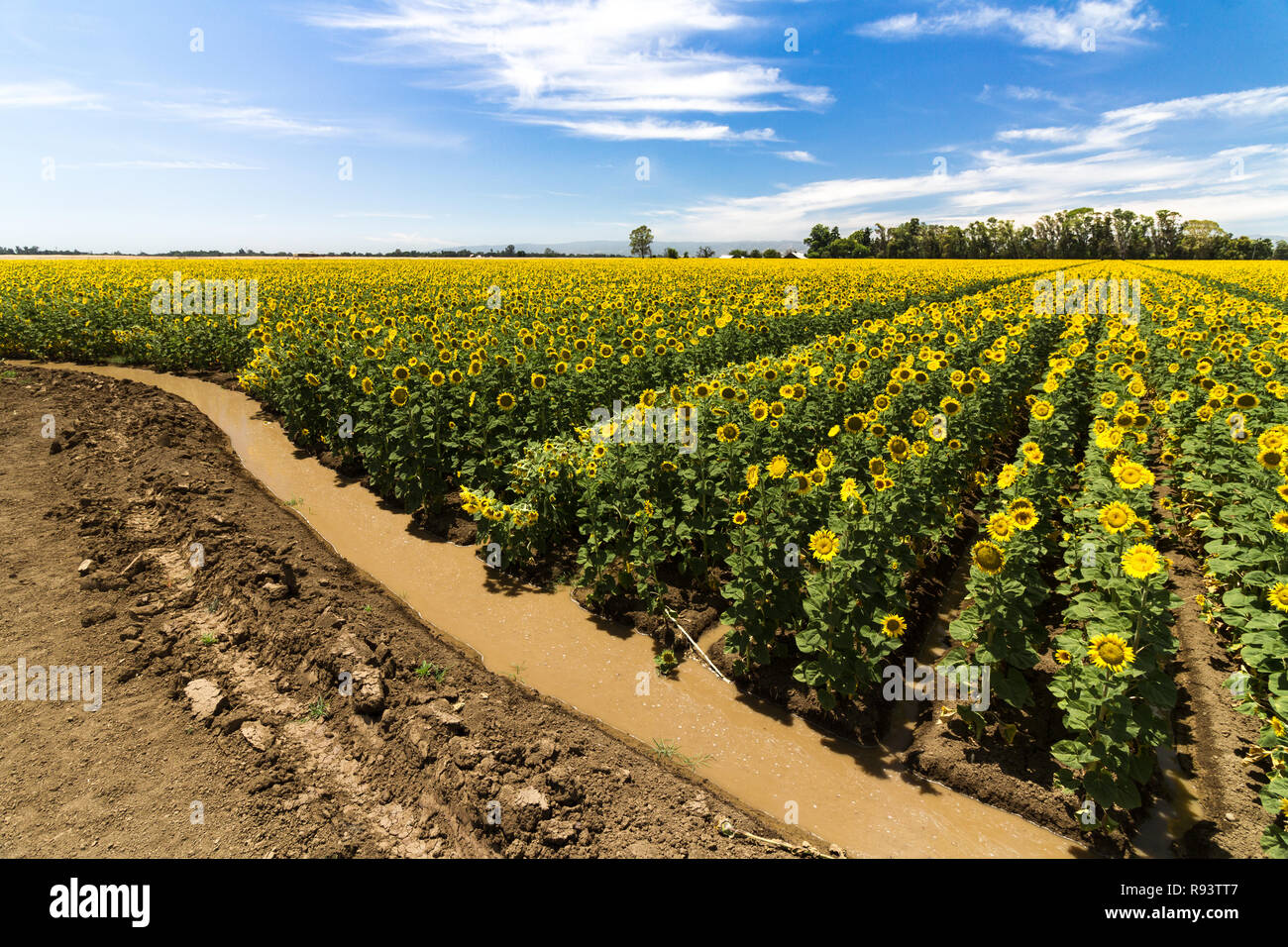 Quench - i campi di girasole riceverete un drink di benvenuto. Yolo County, California, Stati Uniti d'America Foto Stock