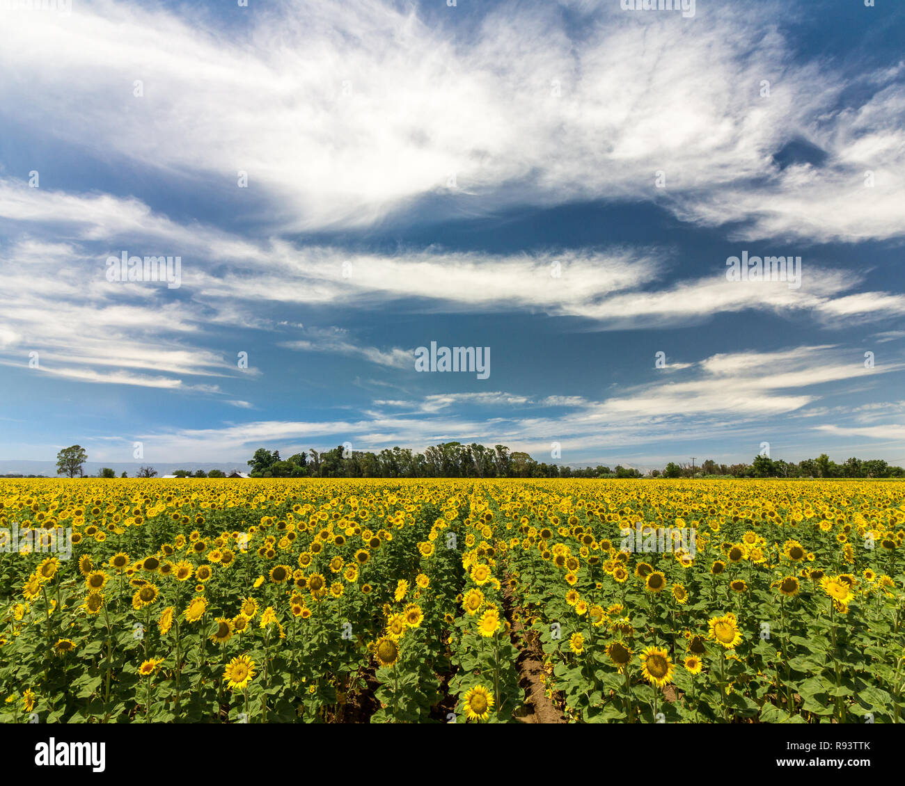 Memoria estate - Girasole righe crogiolarsi al sole estivo. Yolo County, California, Stati Uniti d'America Foto Stock
