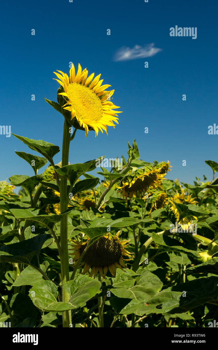 Giallo brillante di fiori di girasole si eleva alto tra i suoi vicini. Yolo County, California, Stati Uniti d'America Foto Stock