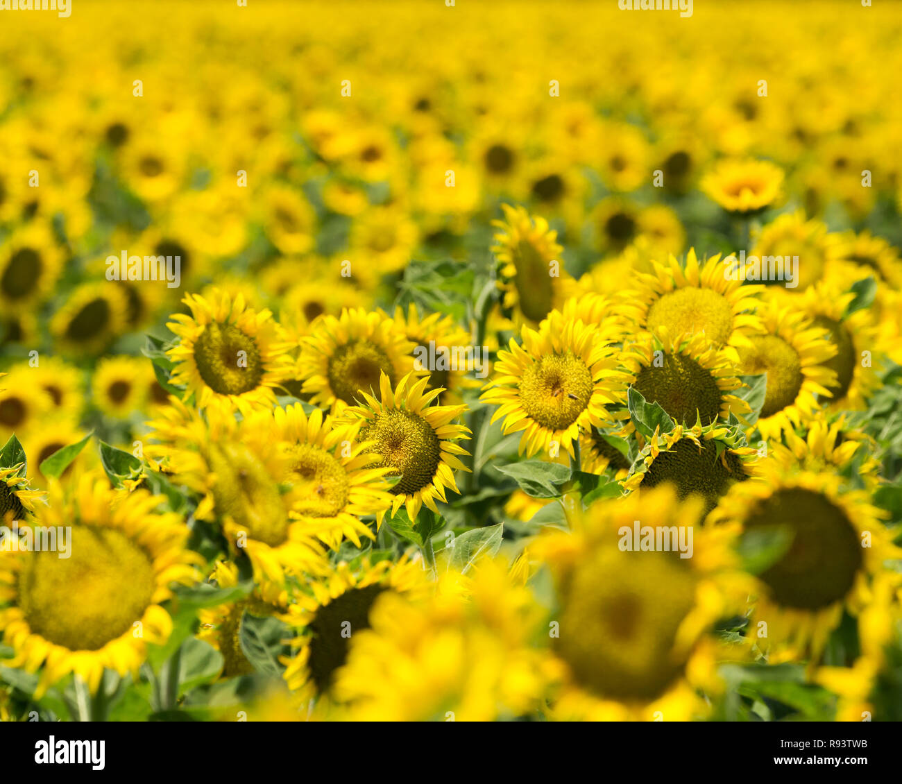 Disposizione di sole - campo di girasole si illumina di giallo felice per quanto l'occhio può vedere. Yolo County, California, Stati Uniti d'America Foto Stock
