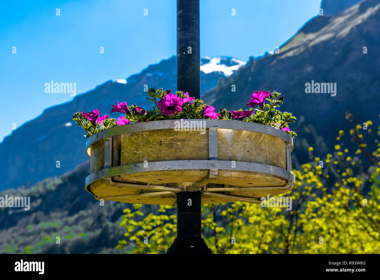 Viole fiori sulla colonna con Alp montagne sullo sfondo, Svizzera Foto Stock