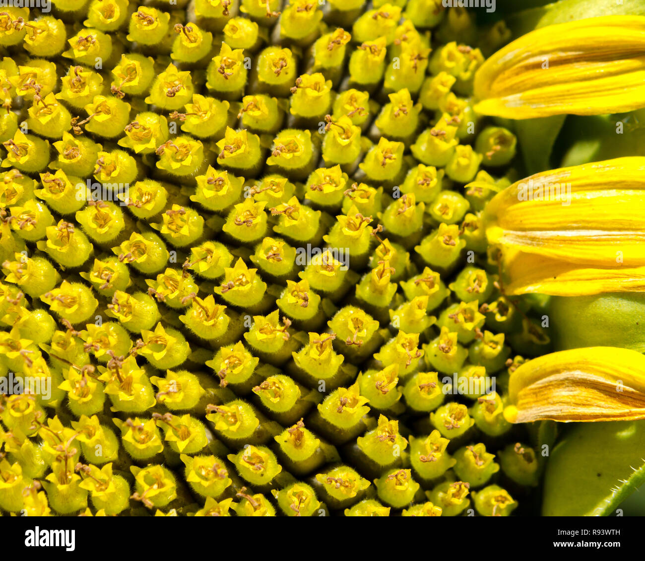 Vivaio del Kernel - Girasole blossom dettaglio. Yolo County, California, Stati Uniti d'America Foto Stock