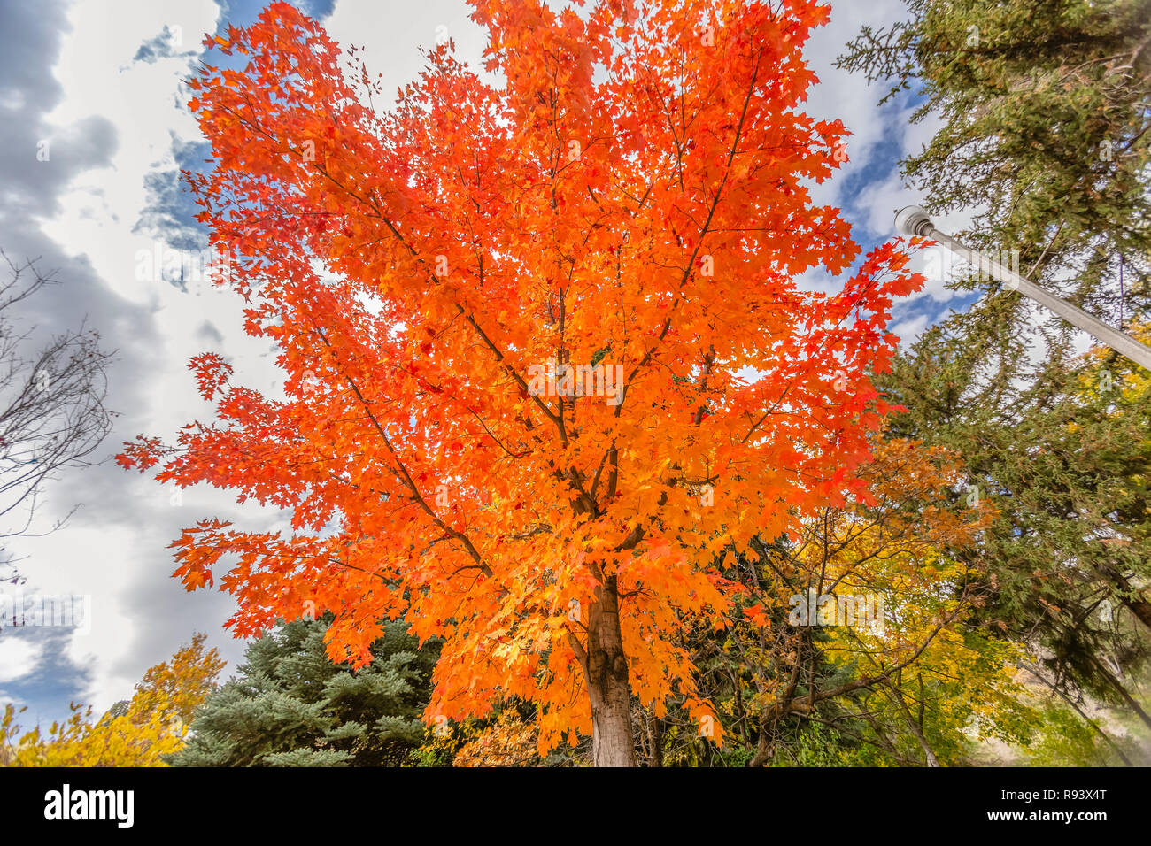 Albero di acero con foglie brillanti contro il cielo nuvoloso Foto Stock