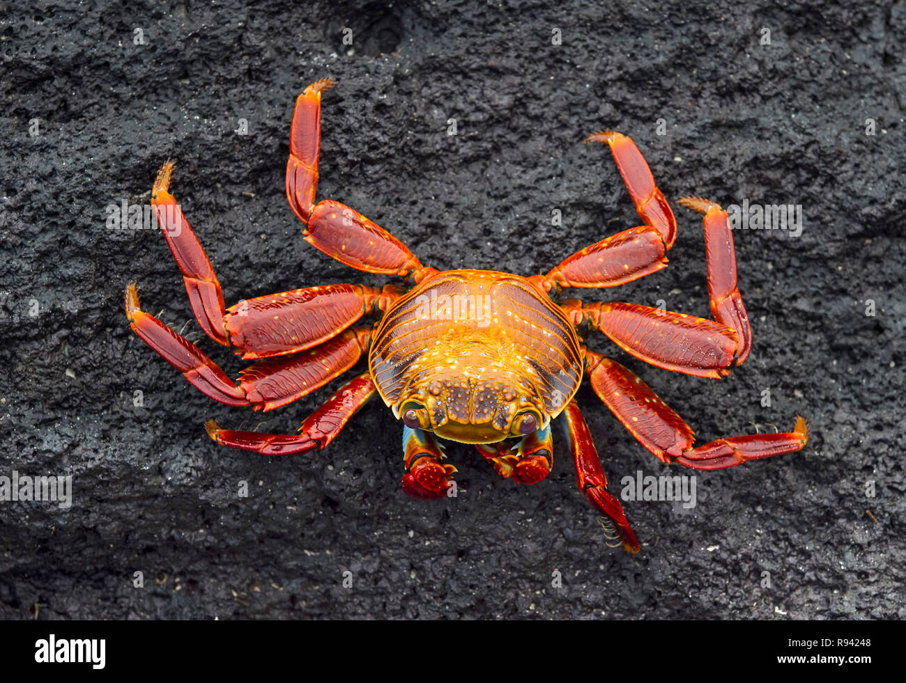 Sally Lightfoot Crab (Grapsus grapsus), i granchi di palude (Famiglia Grapsidae), Isabela Island, Isole Galapagos, Ecuador Foto Stock