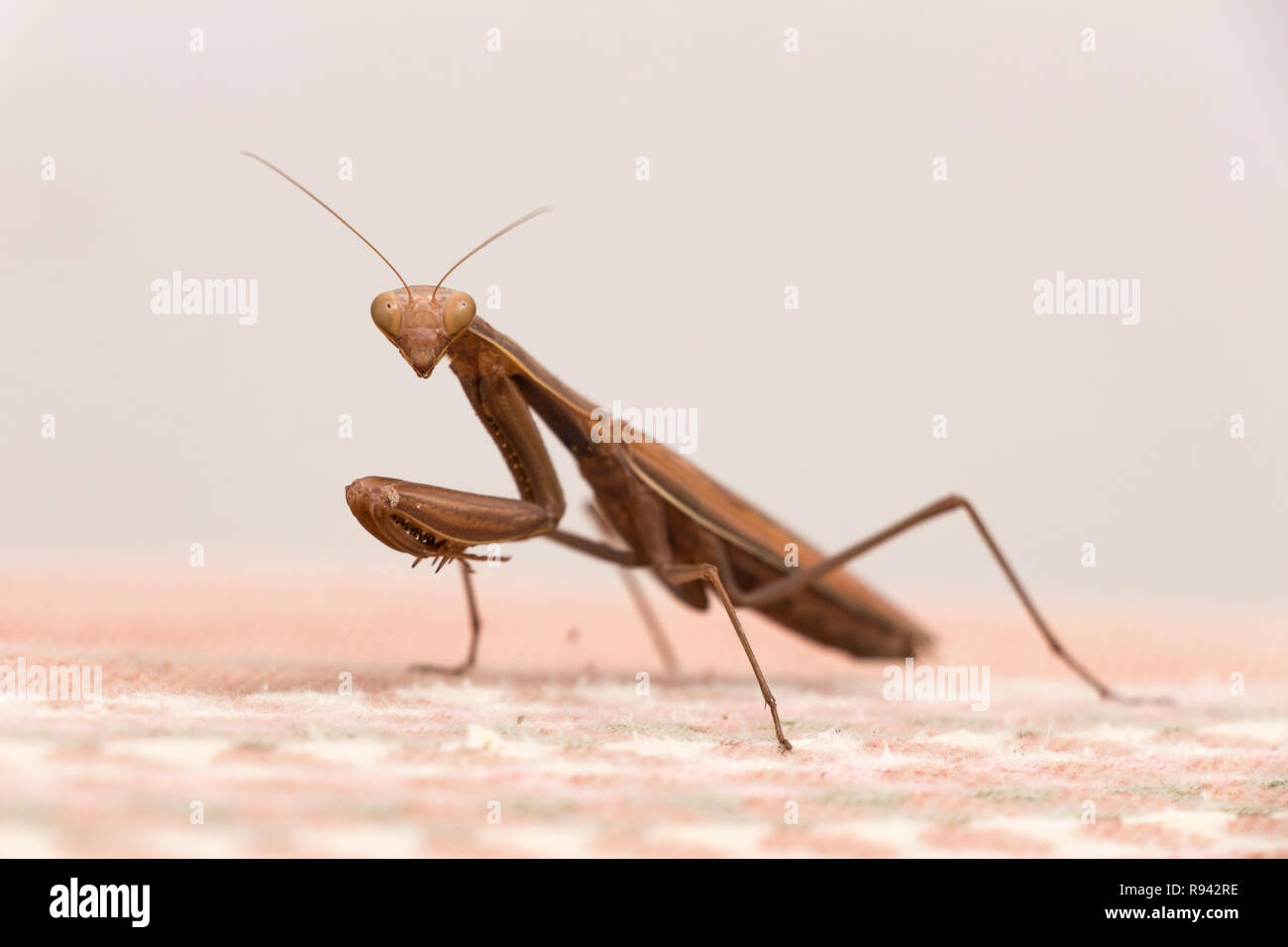 Brown mantide religiosa mantide religiosa,insetto Foto Stock