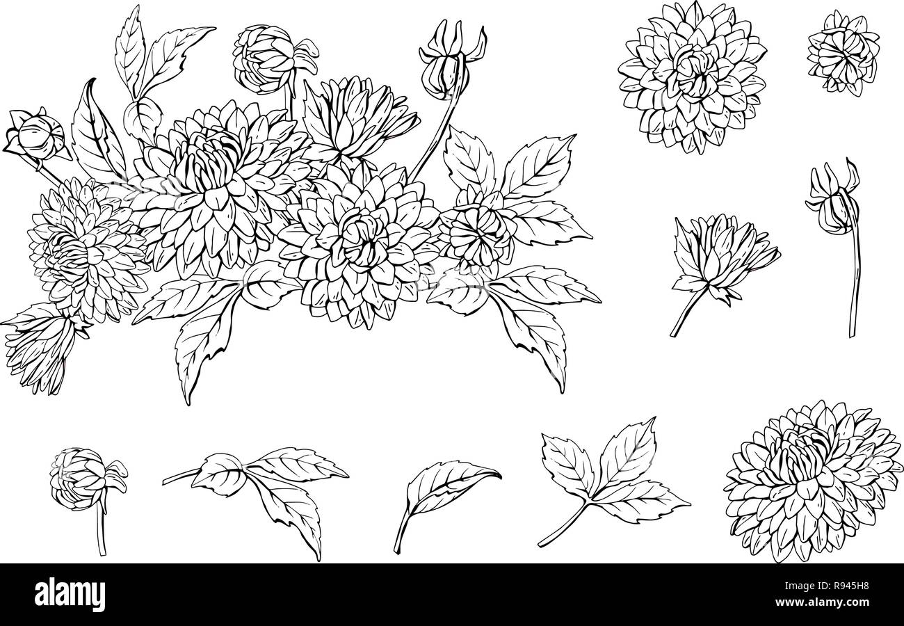 Set di monocromatico dalia bouquet floreale e gli elementi isolati su sfondo bianco, illustrazione vettoriale Illustrazione Vettoriale