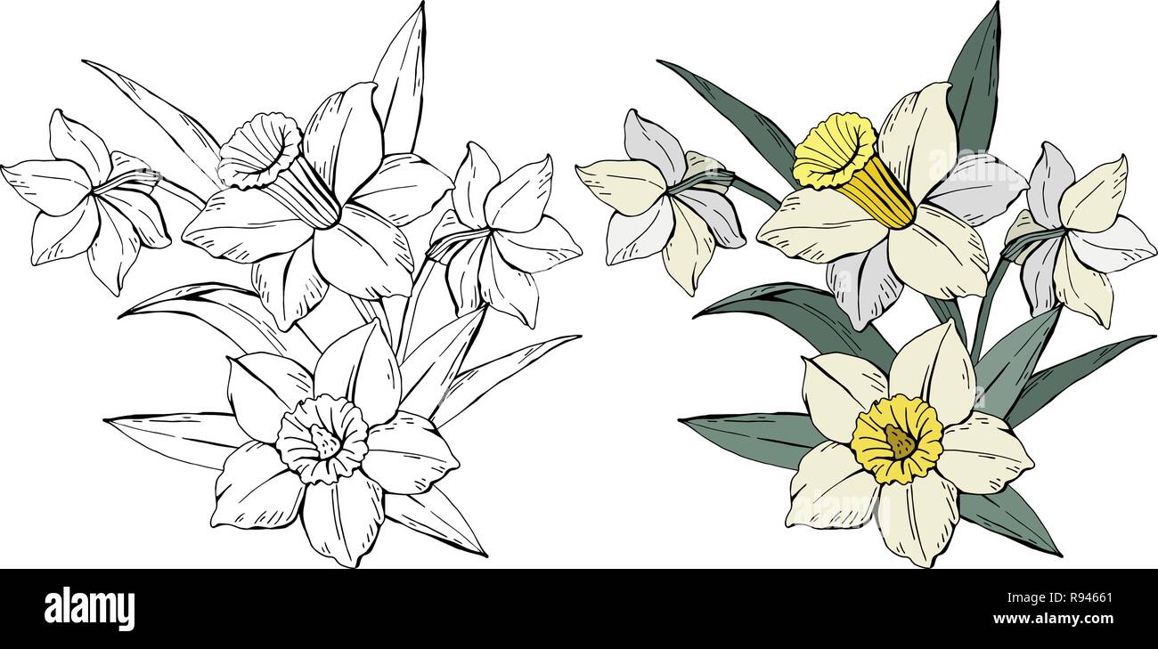 Insieme di diversi bouquet di fiori bianco narciso, colorate e in bianco e nero, isolato su sfondo bianco, vettore disegnati a mano illustrazione Illustrazione Vettoriale