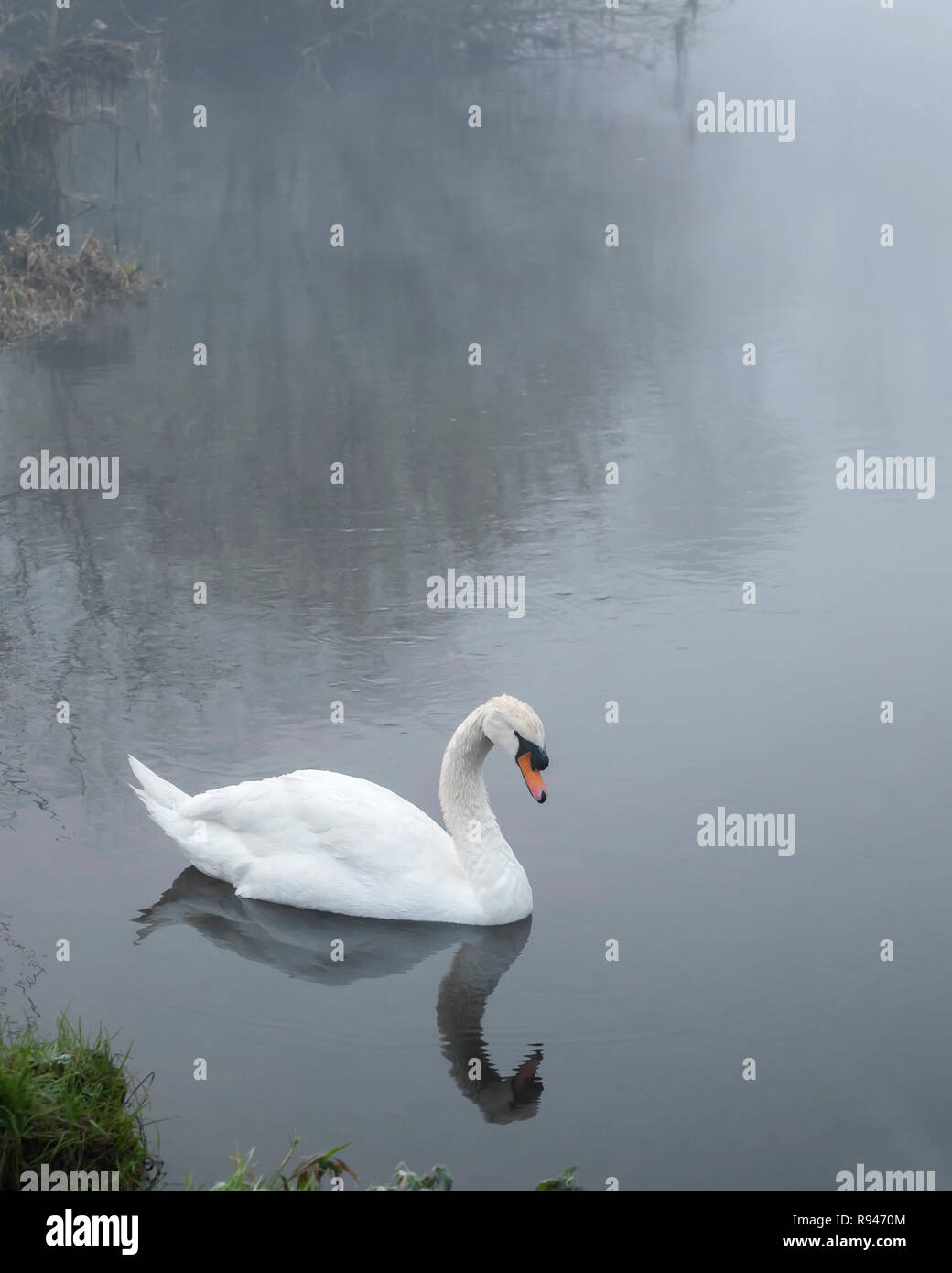 Cigno nel fiume Suir su una mattinata nebbiosa, Cahir, Tipperary, Irlanda Foto Stock