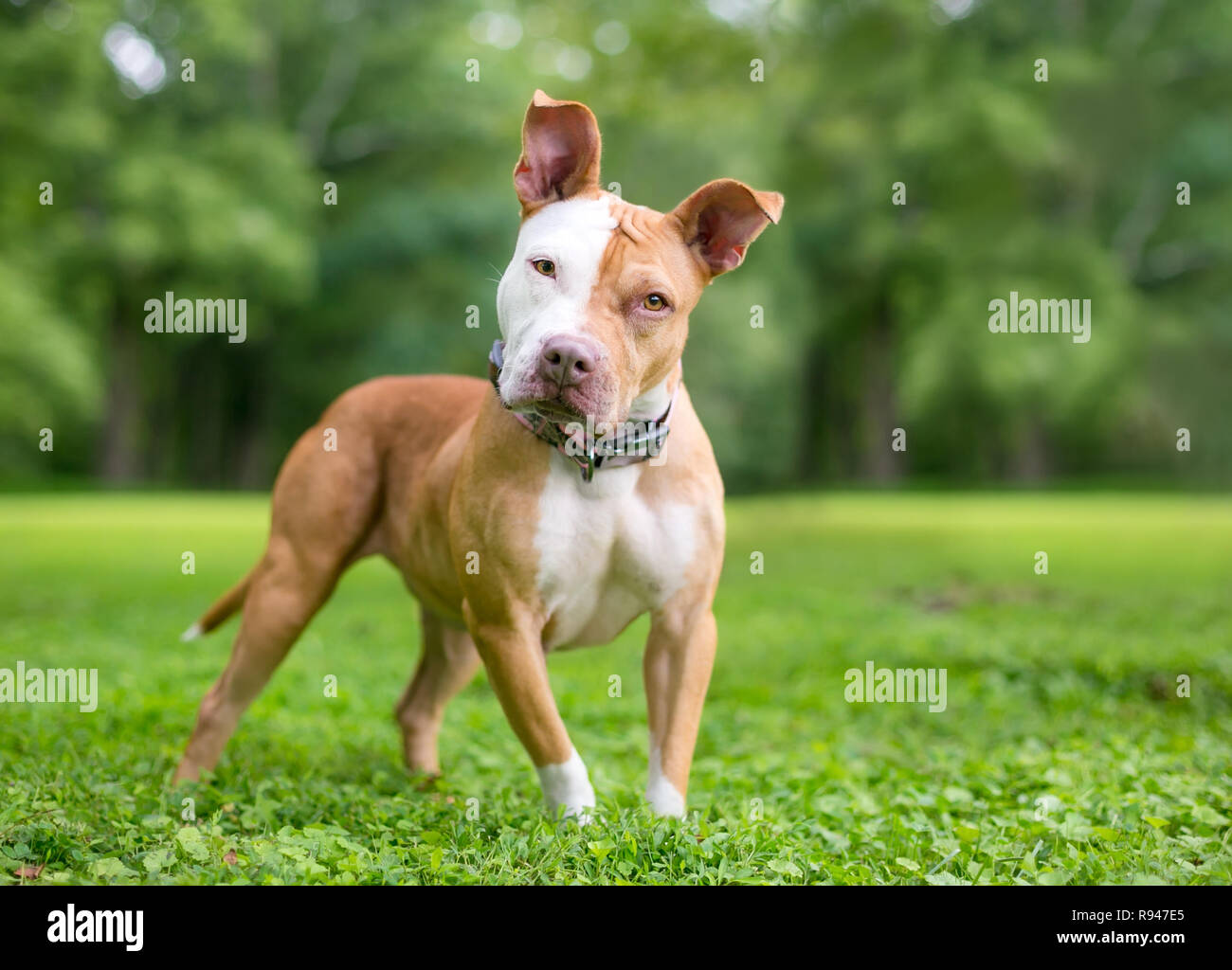 Un rosso e bianco Pit Bull Terrier di razza cane all'aperto, di ascolto con una inclinazione testata Foto Stock