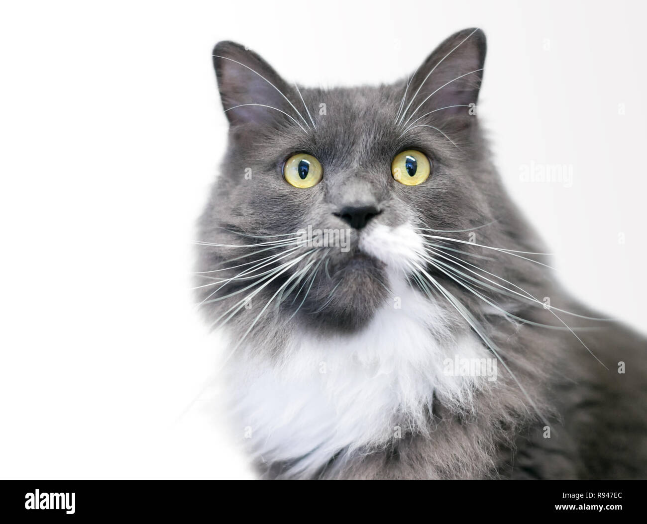 Un grigio e bianco medio nazionale pelose gatto con gli occhi gialli Foto Stock