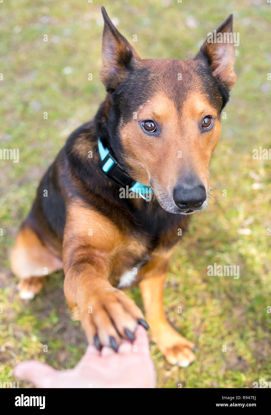 Un pastore/Terrier di razza cane offrendo la sua zampata per una stretta di mano Foto Stock