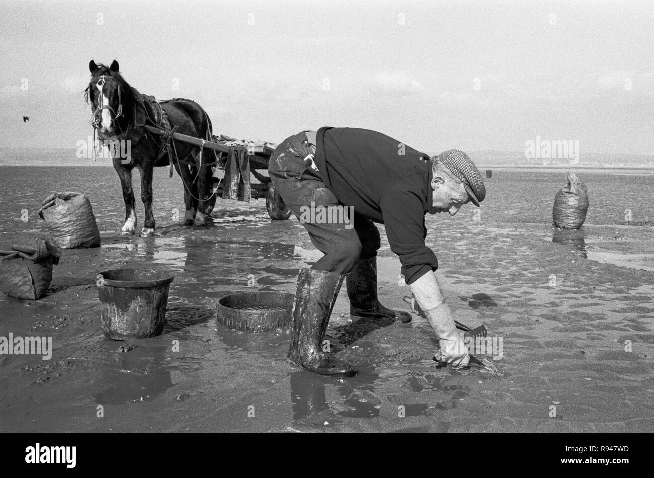 Il Cockle picking su Llanrhidian Sands, vicino Penclawdd, West Glamorgan, Galles del Sud, 1973 Foto Stock