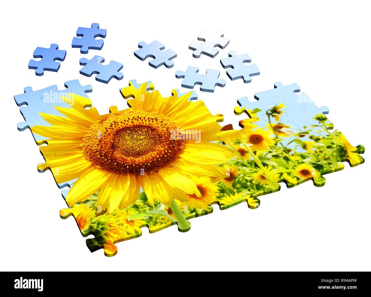 Il Girasole - 3d puzzle. Oggetti isolati su bianco Foto Stock