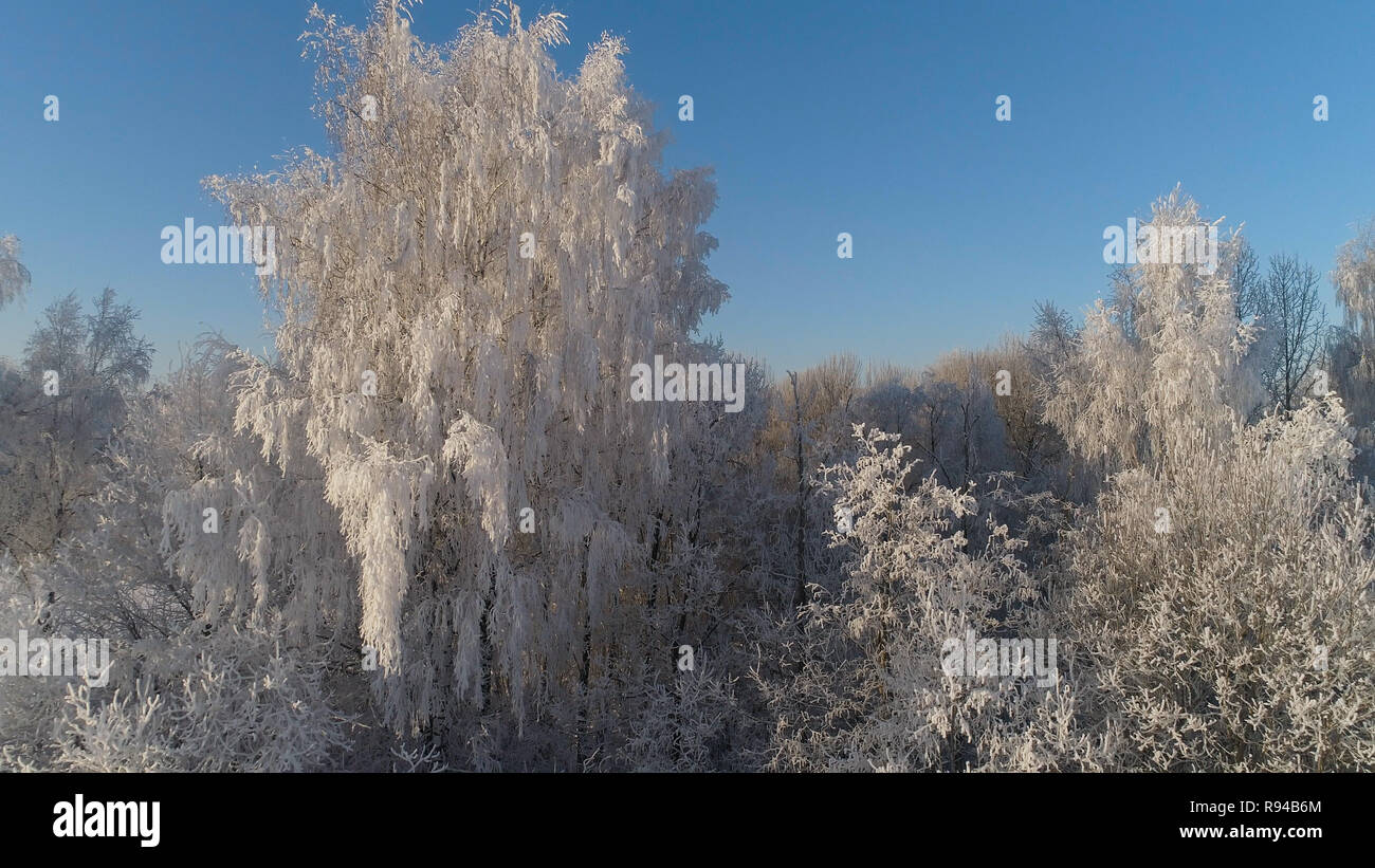 Vista aerea del paesaggio invernale alberi coperti di neve in campagna. inverno foresta sul giorno di sole. Foto Stock