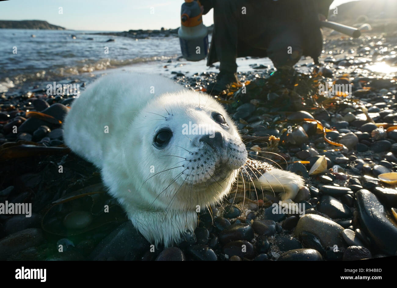 Un ranger orologi un cucciolo di tenuta sul farne isole al largo della costa di Northumberland, dove il National Trust ha detto che Atlantico guarnizione grigio numeri di pup hanno raggiunto un nuovo record grazie a un buon approvvigionamento di cibo e la mancanza di predatori. Foto Stock