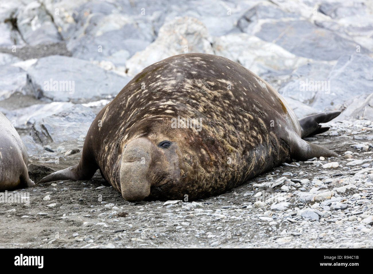 Maschio di elefante meridionale guarnizione sulla Fortuna Bay, Georgia del Sud Antartide Foto Stock