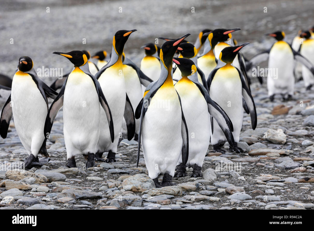 Un gruppo di pinguini re corre sopra la spiaggia di ciottoli sulla Fortuna Bay, Georgia del Sud Antartide Foto Stock