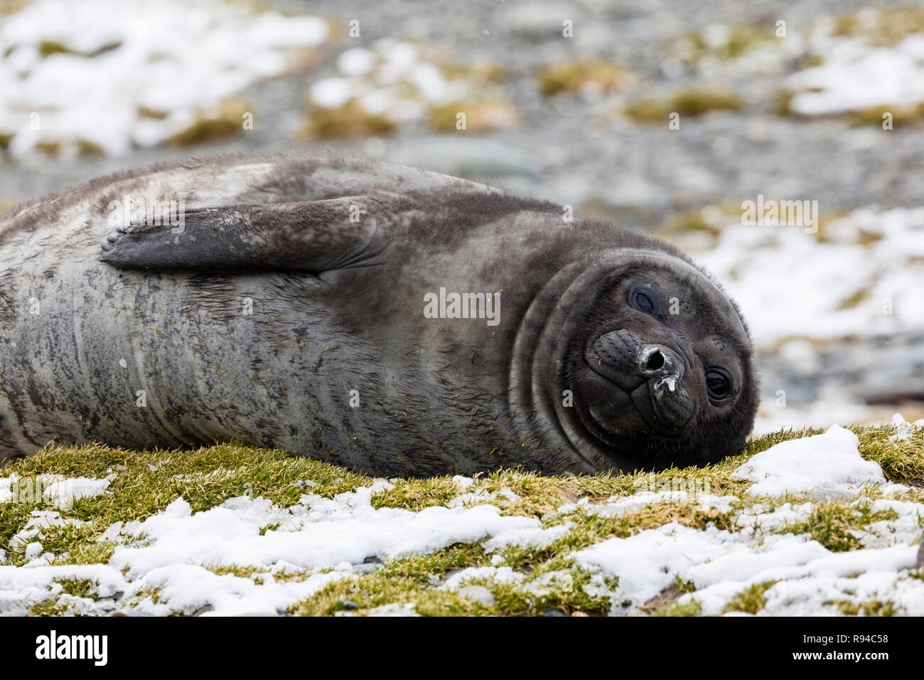 Un simpatico giovane elefante meridionale è tenuta in appoggio sulla spiaggia di ciottoli sulla Fortuna Bay, Georgia del Sud Antartide Foto Stock