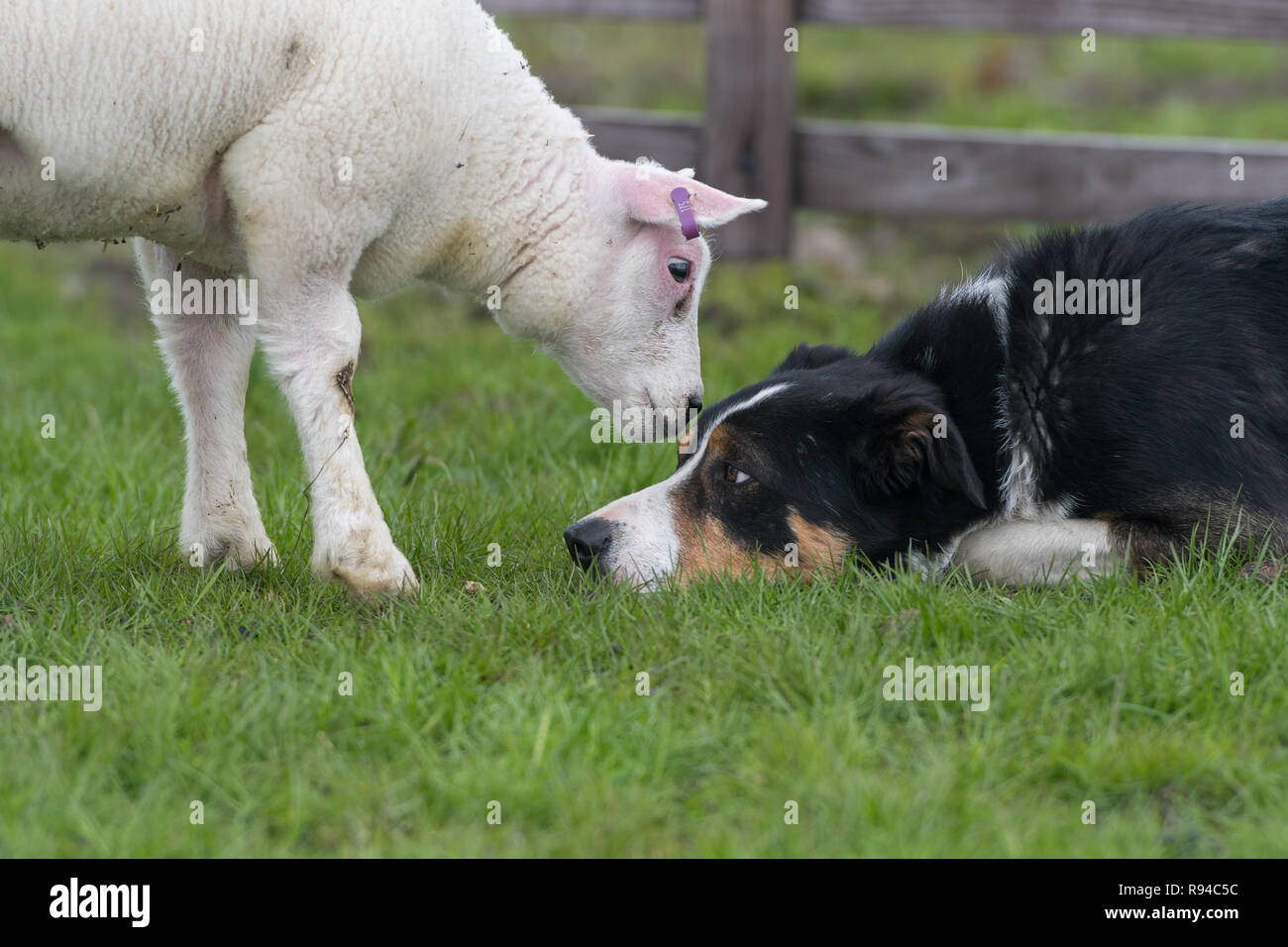 Border Collie sheepdog e di agnello insieme. Co. Durham, Regno Unito. Foto Stock