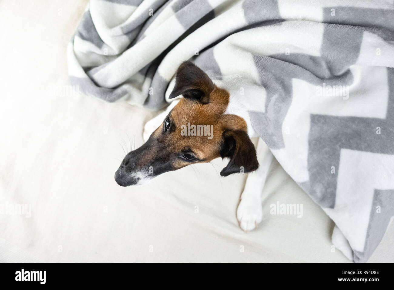 Smooth fox terrier puppy in intima coperta. Carino piccolo cane nel gettare plaid giacenti nel letto di casa, vista dall'alto Foto Stock