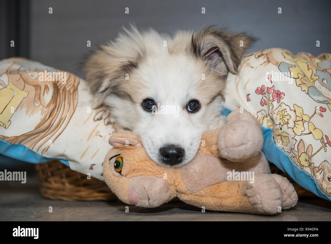 Grande Pirenei cucciolo Foto Stock