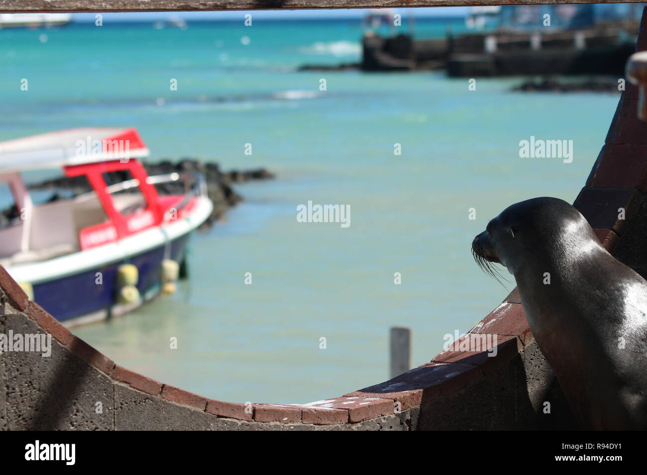 Malinconici sea lion guardando le vedute dell isola di Santa Cruz, Galapagos, Ecuador, Sud America Foto Stock