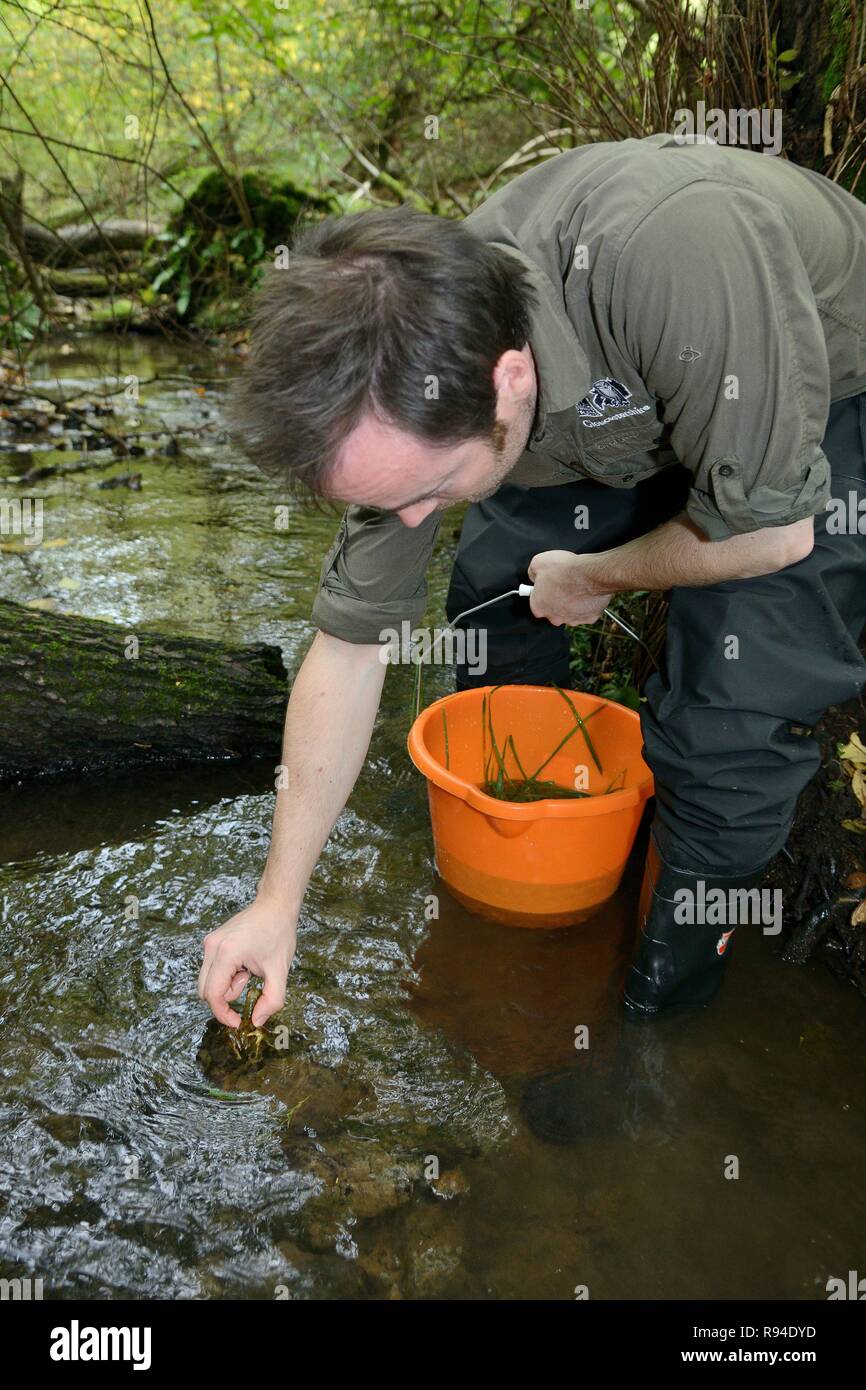 Nativo di bianco artigliato gamberi di fiume (Austropotamobius pallipes) rilasciato in un sito di arca stream, sicuro dal segnale introdotto il gambero di fiume, Gloucestershire, UK. Foto Stock