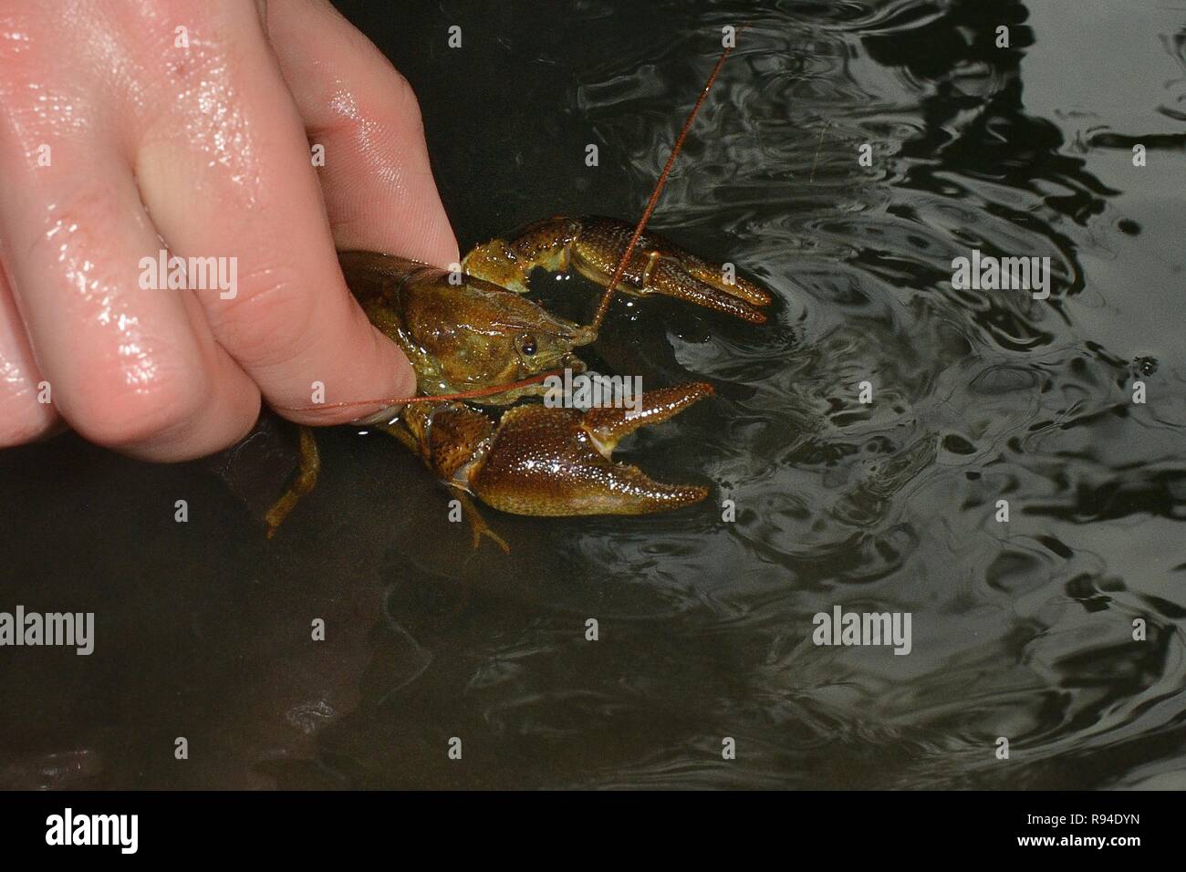 Nativo di bianco artigliato gamberi di fiume (Austropotamobius pallipes) rilasciato in un sito di arca stream, sicuro dal segnale introdotto il gambero di fiume, Gloucestershire, UK. Foto Stock