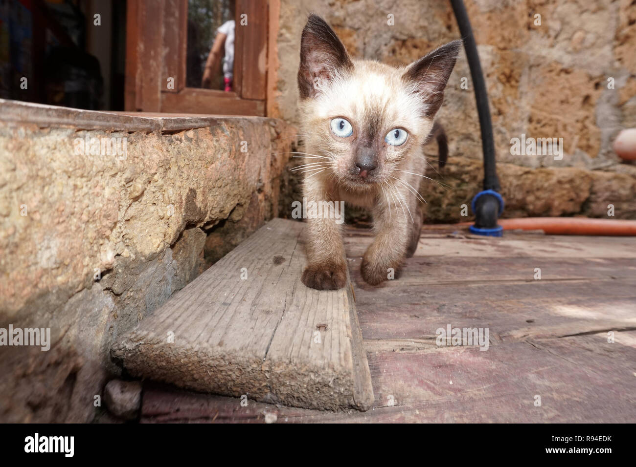 Gattino neonato bambino gatto arrivando in questo ritratto Foto Stock
