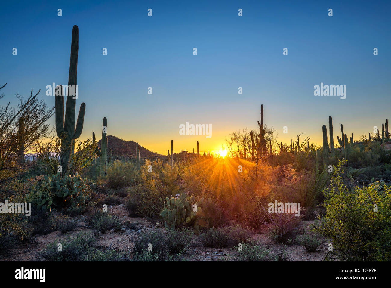 Tramonto nel Parco nazionale del Saguaro in Arizona Foto Stock