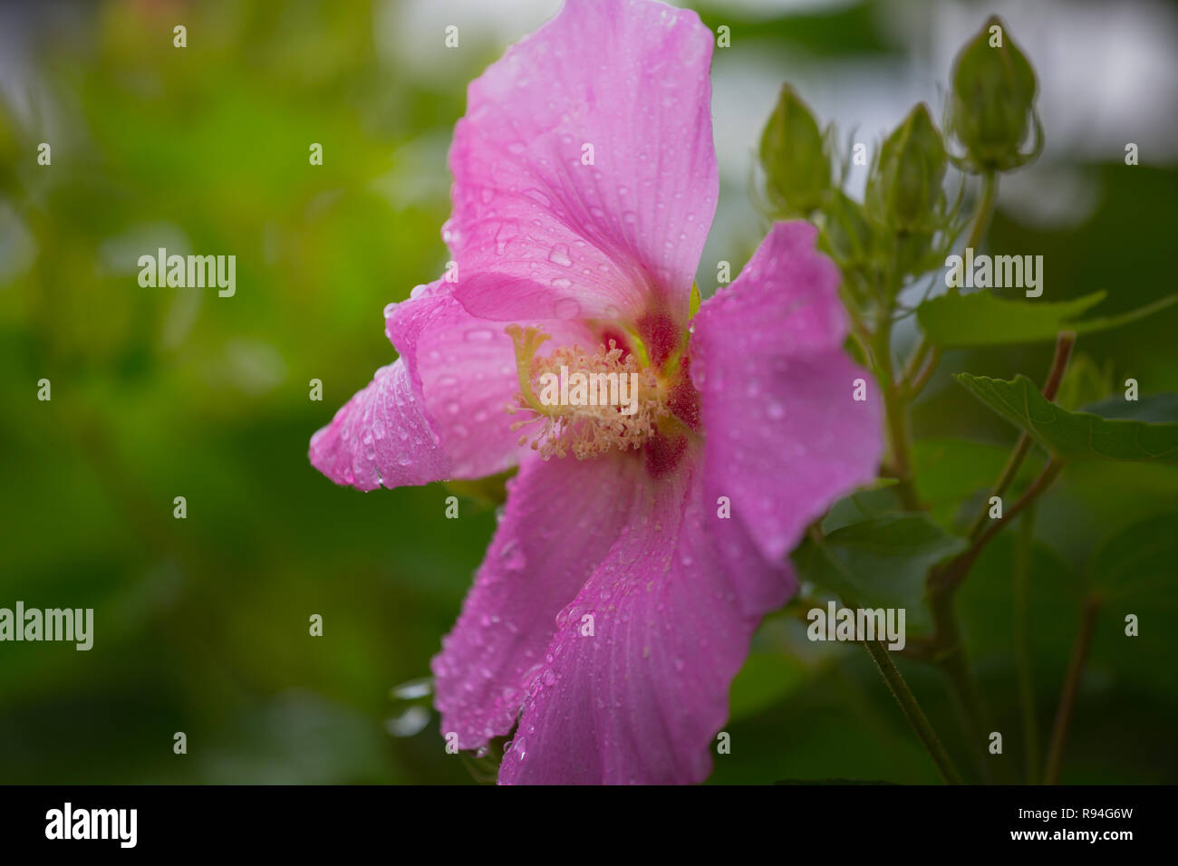 Questo bellissimo fiore viola chiamato come Hibiscus moscheutos, rosa o malva rosa swamp-malva Foto Stock