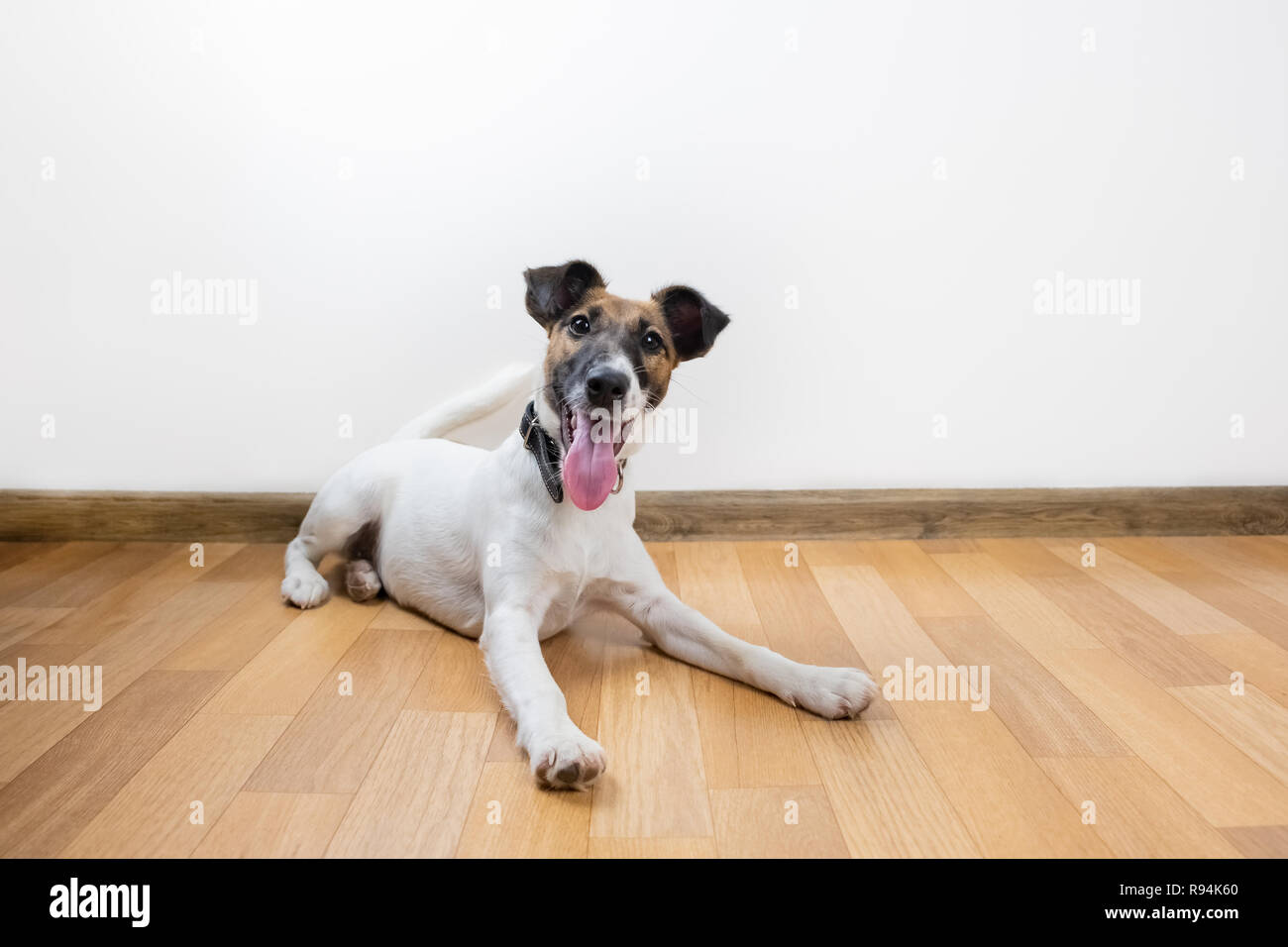 Carino e divertente smooth fox terrier cucciolo fissa sul pavimento. Formati giovani cane a casa in posa di sfondo bianco per interni Foto Stock