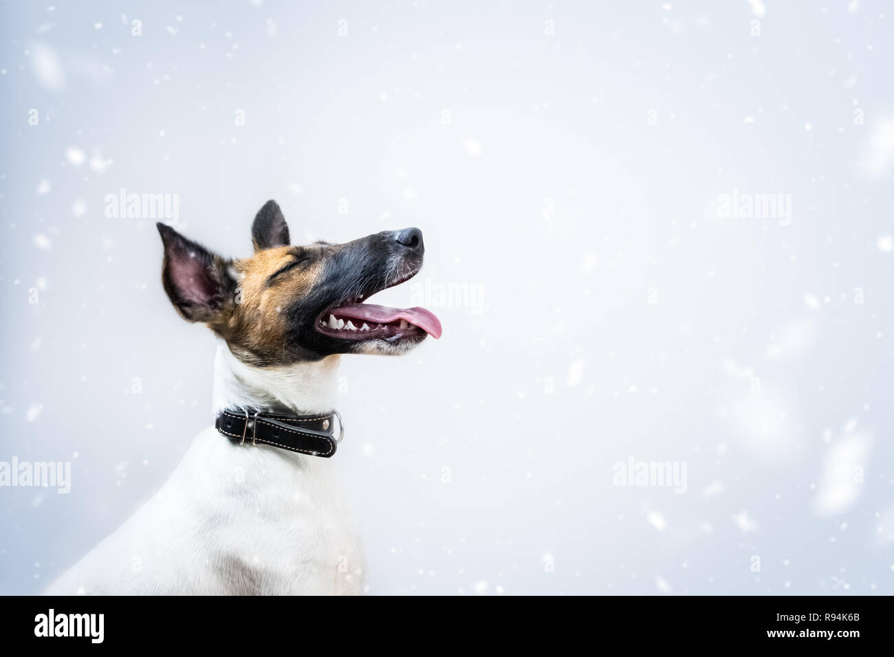 Carino piccolo fox terrier cucciolo con gli occhi chiusi sorrisi a caduta di neve. Ritratto di felice giovane cane in stilizzata nevoso inverno sfondo Foto Stock