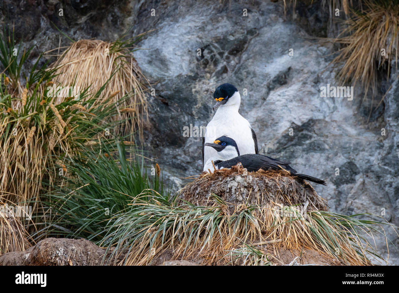 Georgia del Sud, Cooper Bay. La nidificazione della Georgia del Sud shags (Phalacrocorax georgianus) di rocky tussock habitat. Foto Stock