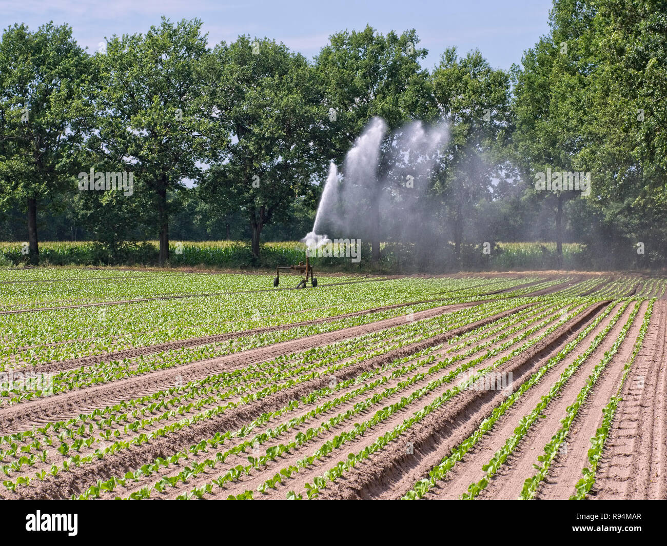 Irrigazione sprinkler un campo vegetale nel Elbmarsch, Bassa Sassonia, Germania. Foto Stock