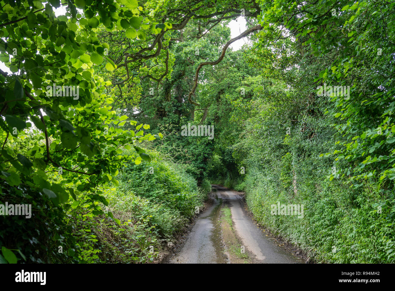 Una stretta strada corsia attraverso una foresta verde vicino Wooten-Bassett, Wiltshire, Inghilterra. Foto Stock