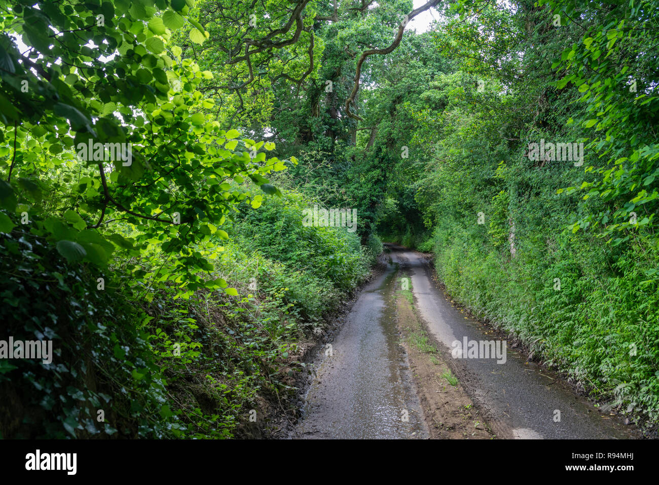Una stretta strada corsia attraverso una foresta verde vicino Wooten-Bassett, Wiltshire, Inghilterra. Foto Stock