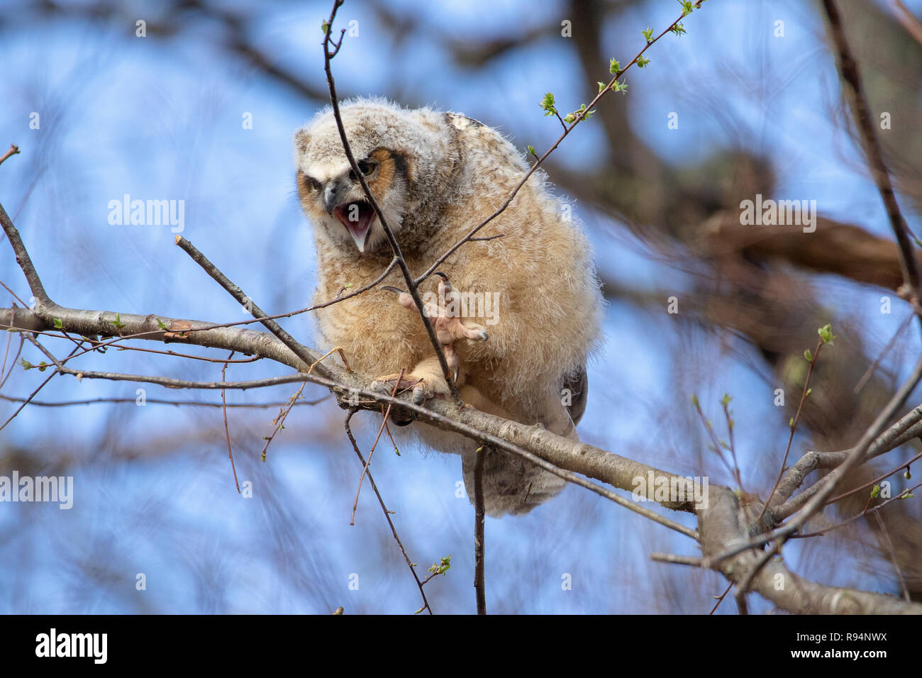 Fledged grande cornuto Owlet all'alba Foto Stock