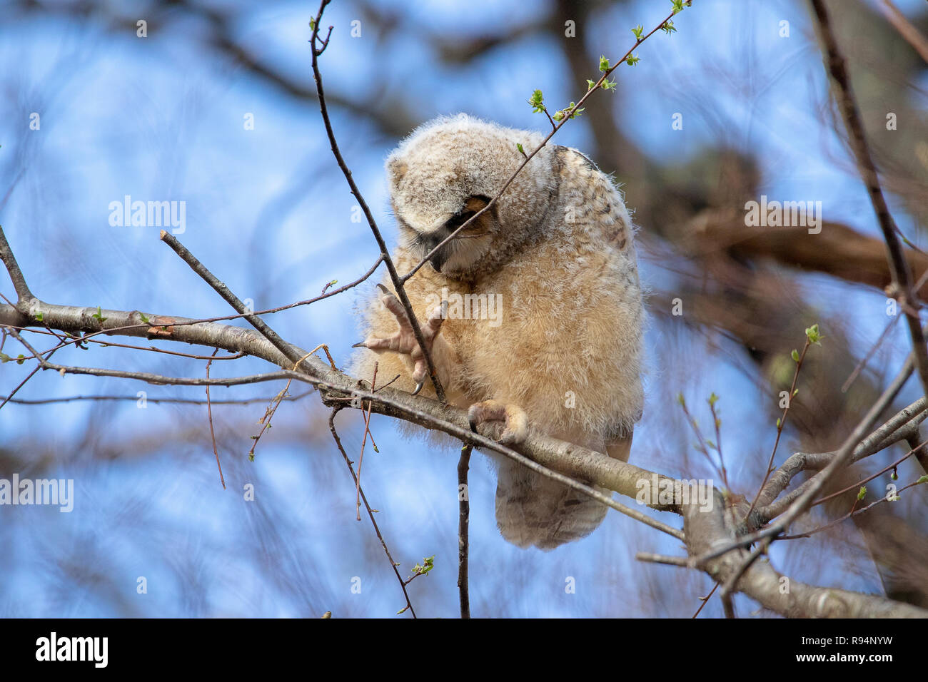 Fledged grande cornuto Owlet all'alba Foto Stock